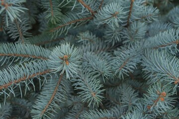 Naklejka na ściany i meble Branches of blue spruce natural background