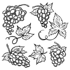 Set of grapes brunches and leaves, monochrome, vector