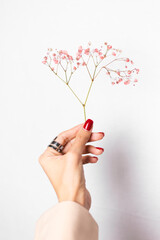 Obraz na płótnie Canvas Soft gentle photo of woman hand with big ring red manicure hold cute little pink dried flowers isolated on white background, spring mood.