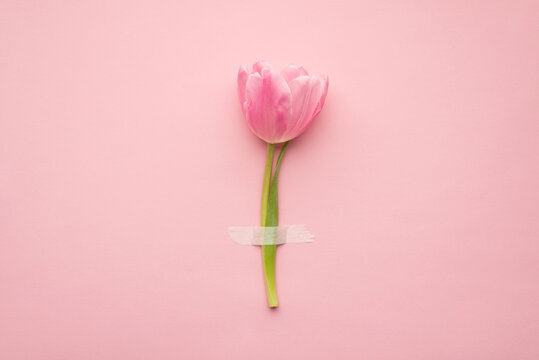 Flatlay top overhead view photo picture of one single alone pastel color tulip with paper patch isolated light tender backdrop table