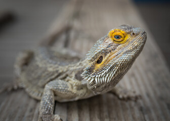 bearded dragon lizard