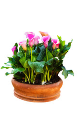 Pink Calla lily in clay pot isolate on white background, pink flower, flower garden, spring season