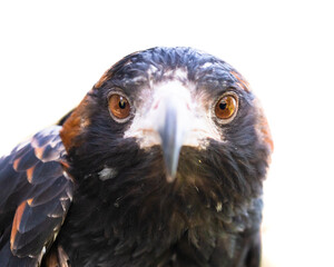 close up of an eagle