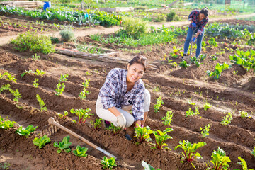 Woman farmer checks the growth of beets in the garden