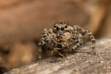 Jumping spider on hunting