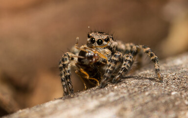 Jumping spider on hunting