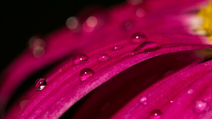 water drops on pink flower