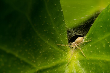 spider on leaf