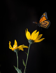 butterfly on flower