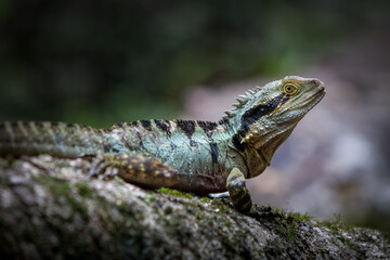 Lizard Dragon