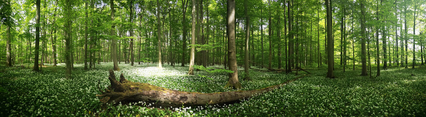 Bärlauchblüte im Nationalpark Hainich