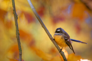 Fantail in Autumn foliage 