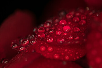 water drops on a red bloom