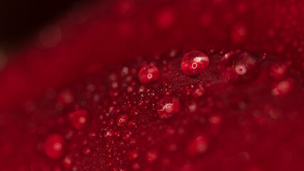 water drops on a red bloom