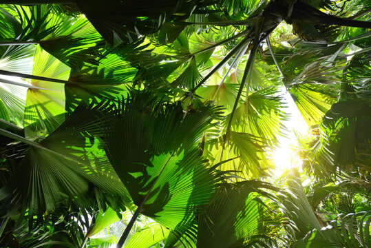 Fresh green leaves Coco de mer coconut tree ( Lodoicea maldivica )  endemic species of palm tree growing only in the Seychelles. Tropical rain forest on Praslin Island.