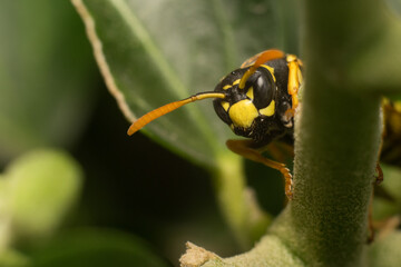 bee on leaf