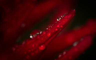 red flower with drops
