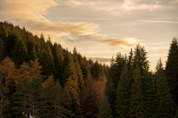 Naklejka na ściany i meble pine forest under sunset light