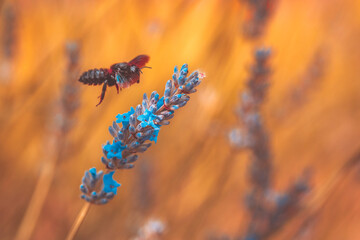 ape legnaiola (Xylocopa violacea) in volo tra fiori di lavanda