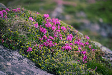 Rhododendron flowers in nature