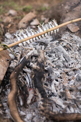 Fisherman placing fresh fish on bamboo stick for cooking on a fire