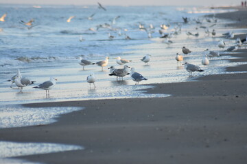 Vögel am Strand 