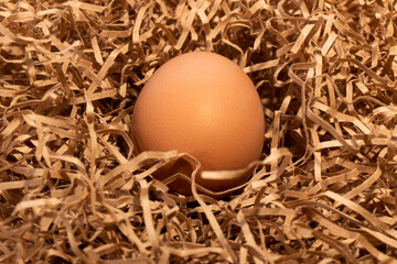 Brown chicken egg in the nest