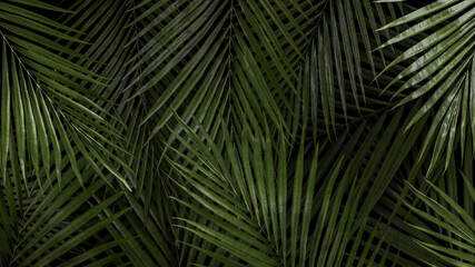 Tropical palm tree background wallpaper 3d render 