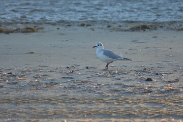 Vögel am Strand 
