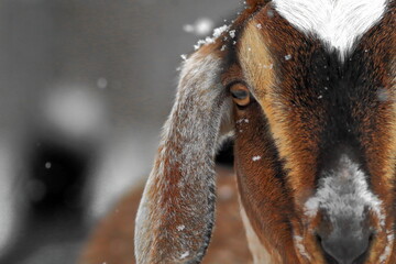Nubian Goat and Snow - Powered by Adobe