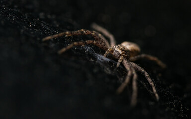 spider on the web - Philodromus cespitum