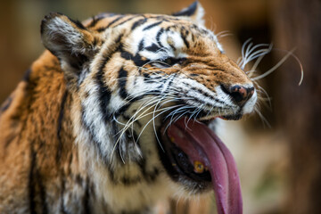A ferocious beast animal tiger close-up