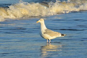 Vögel am Strand 