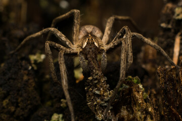spider on the ground - 
Pisaura mirabilis