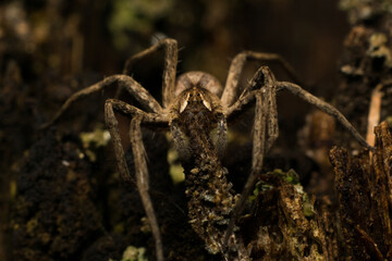 spider on the ground - 
Pisaura mirabilis