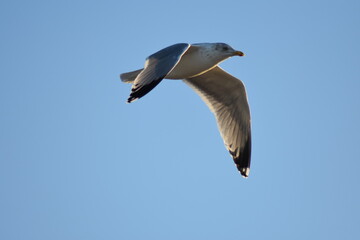 Vögel am Strand 