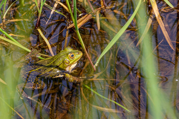 Froschlurche am Badsee im Allgäu