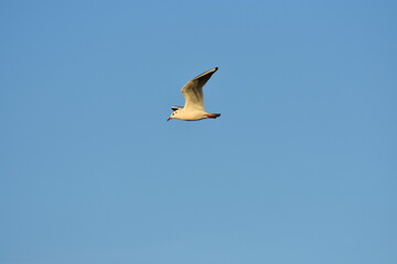 Vögel am Strand 