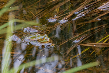 Froschlurche am Badsee im Allgäu