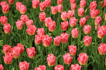Fototapeta premium Blühende Tulpen im Frühling 