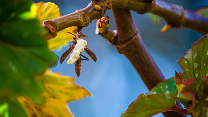 Fotografia de Natureza 