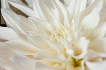 Beautiful white Chrysanthemum flower bouquet