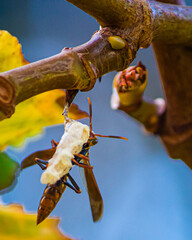 Fotografia de Natureza 