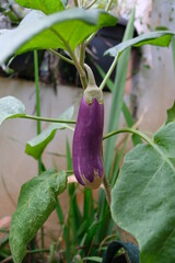 Obraz premium Close-up of eggplant in the home garden.