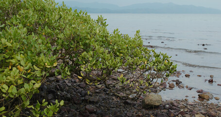 Mangrove trees in the water on a tropical island