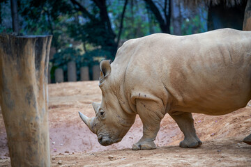 A close-up of a large rhino in the wild
