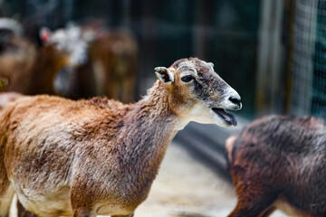 Closeup of a group of female mountain antelopes