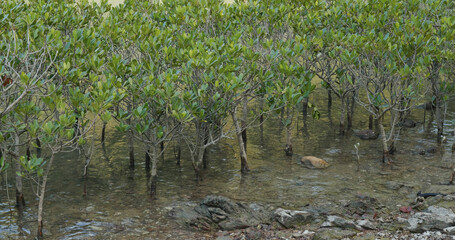 Natural tropical mangrove on water