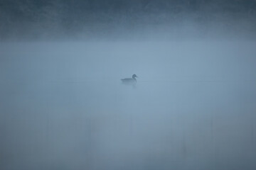 Natural park in winter, with morning fog shot from various angles.