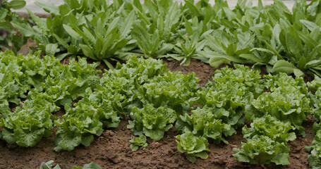 Fresh vegetable lettuce in farm